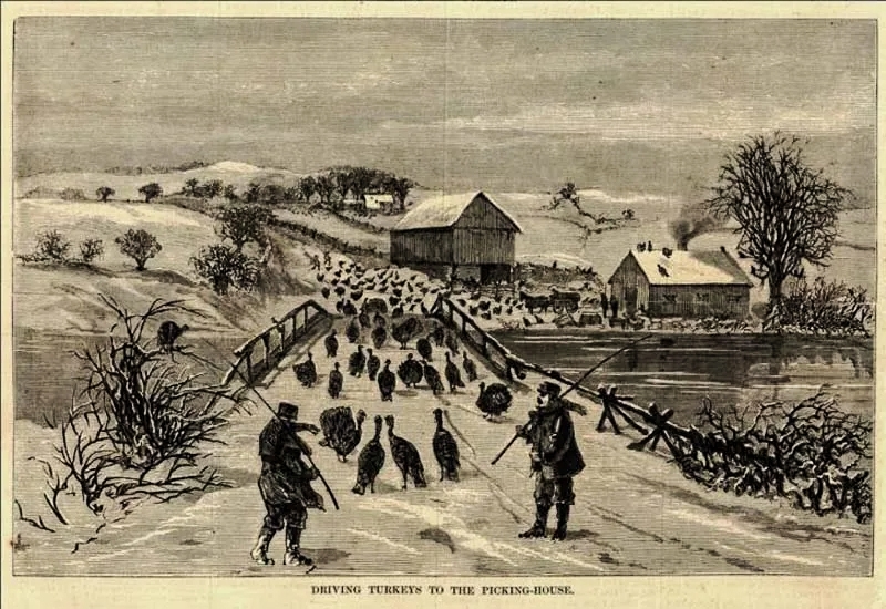 turkey drive